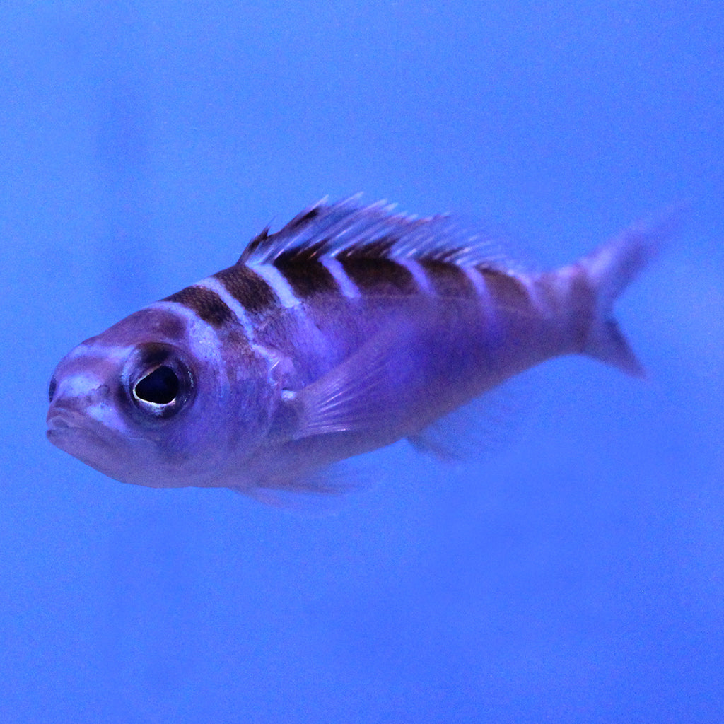 Buy Chalk Bass (Atlantic) in Canada for as low as 35.45