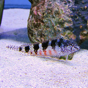 Buy Lantern Bass (Atlantic) in Canada for as low as 43.45