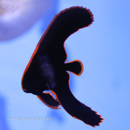 Buy Pinnate Batfish (Tank Raised) in Canada for as low as 175.45