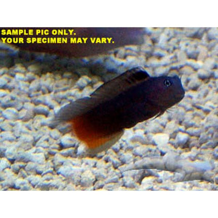 Buy Bi-Color Blenny (Indian Ocean) in Canada for as low as 21.45