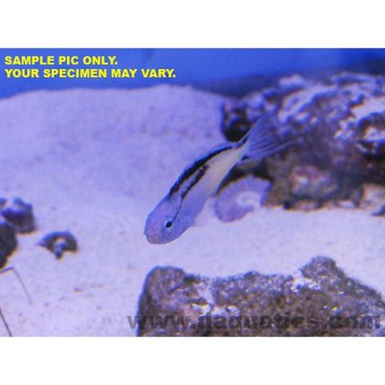 Buy Blackline Blenny (Tank Raised) in Canada for as low as 33.45