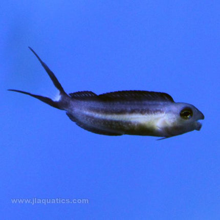 Buy Bundoon Blenny (Tank Raised) in Canada for as low as 33.45