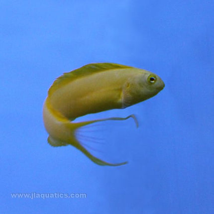 Canary Blenny