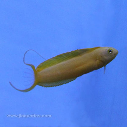 Canary Blenny