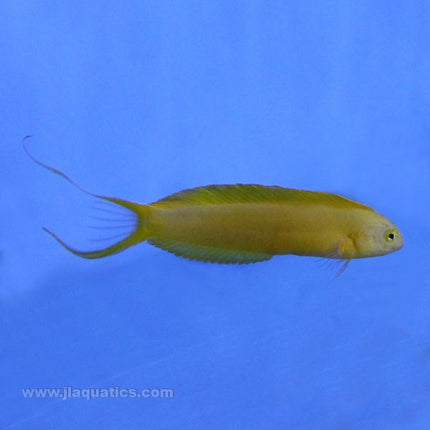 Buy Canary Blenny (South Pacific) in Canada for as low as 44.45