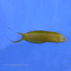 Buy Canary Blenny (South Pacific) in Canada for as low as 44.45