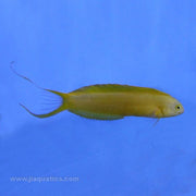 Buy Canary Blenny (South Pacific) in Canada for as low as 44.45
