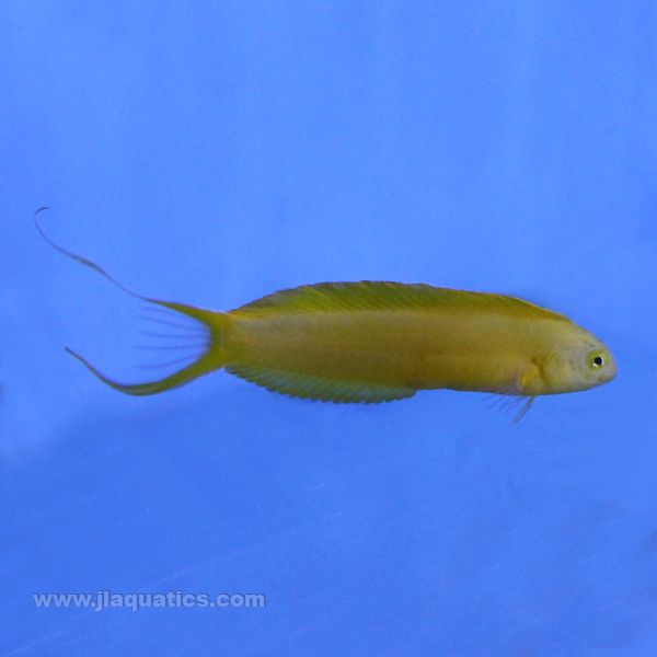 Buy Canary Blenny (South Pacific) in Canada for as low as 44.45