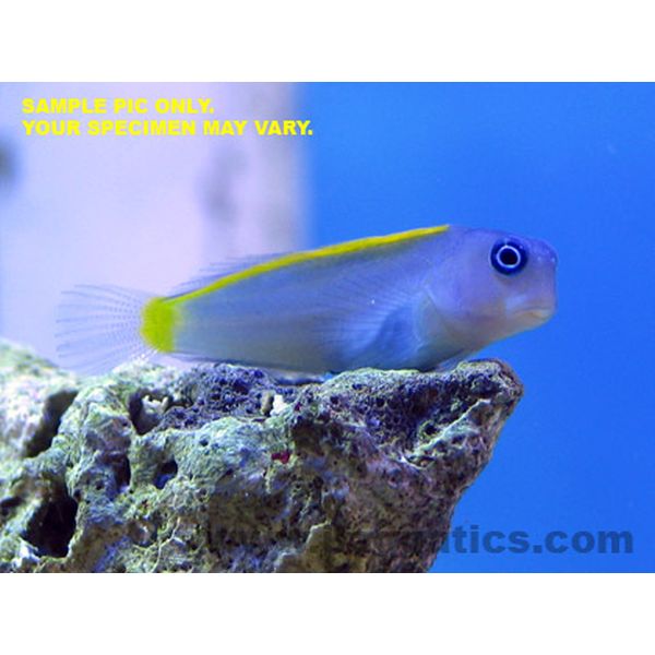 Buy Gold & Blue Blenny (Asia Pacific) in Canada for as low as 26.45