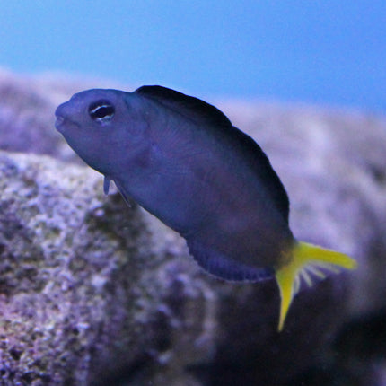 Harptail Blenny