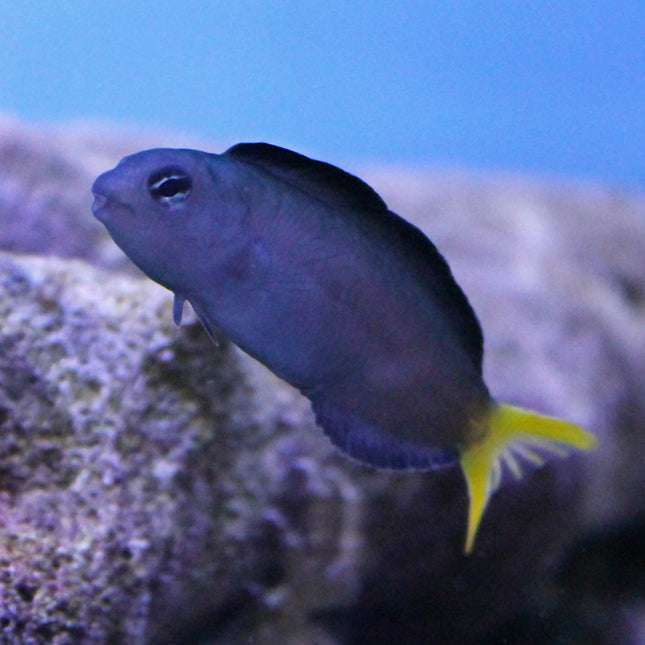 Harptail Blenny