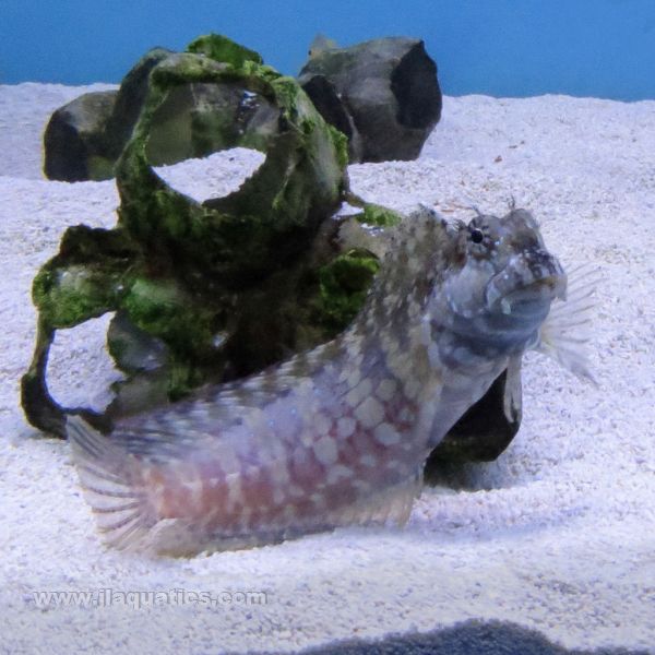 Buy Lawnmower Blenny (Asia Pacific) in Canada for as low as 25.95