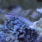 Buy Lined Blenny (Asia Pacific) in Canada for as low as 22.95