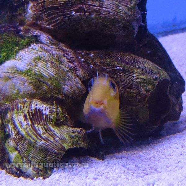 Midas Blenny - Yellow