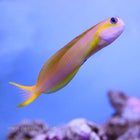 Buy Midas Blenny - Yellow (Indian Ocean) in Canada for as low as 84.45