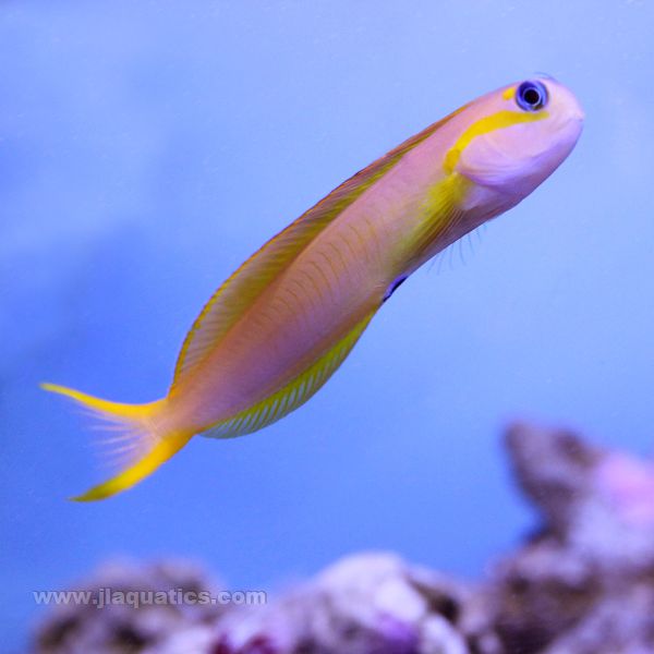 Buy Midas Blenny - Yellow (Indian Ocean) in Canada for as low as 84.45