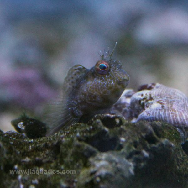 Molly Miller Blenny