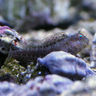 Buy Molly Miller Blenny (Atlantic) in Canada for as low as 39.95