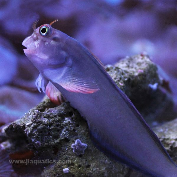 Red Lip Blenny