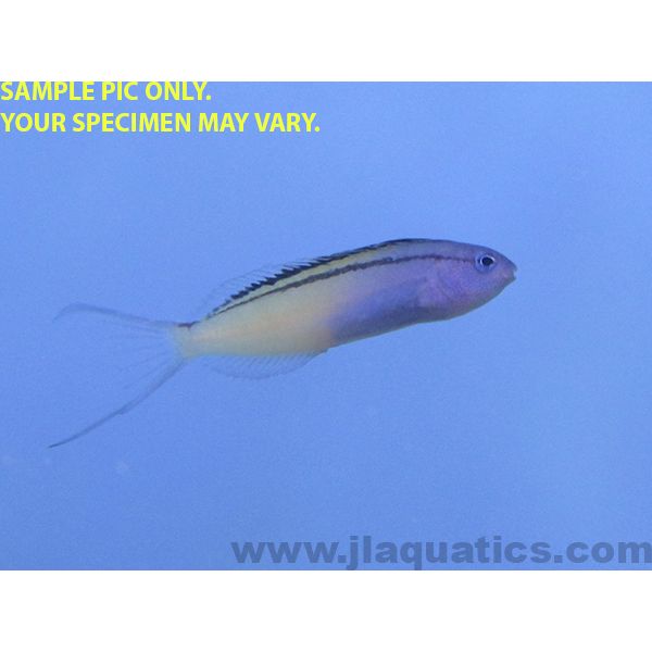 Buy Redsea Mimic Blenny (Red Sea) in Canada for as low as 97.45