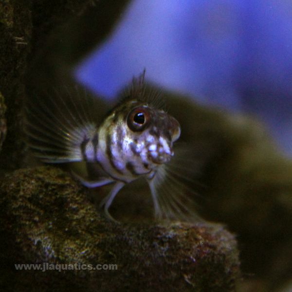 Saddle Blenny