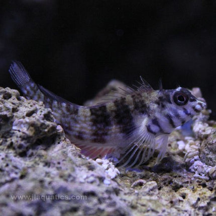 Saddle Blenny