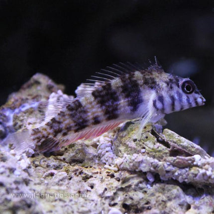 Buy Saddle Blenny (Atlantic) in Canada for as low as 31.45