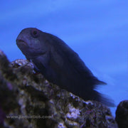 Buy Sailfin Blenny (Asia Pacific) in Canada for as low as 21.45