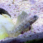 Buy Sailfin Blenny (Atlantic) in Canada for as low as 53.95