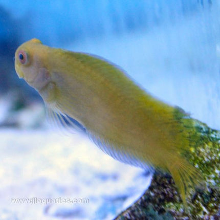 Buy Sailfin Blenny - Yellow (South Pacific) in Canada for as low as 49.45