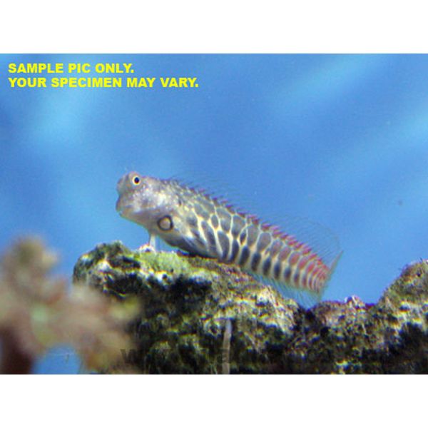 Buy Segmented Blenny (Asia Pacific) in Canada for as low as 20.45