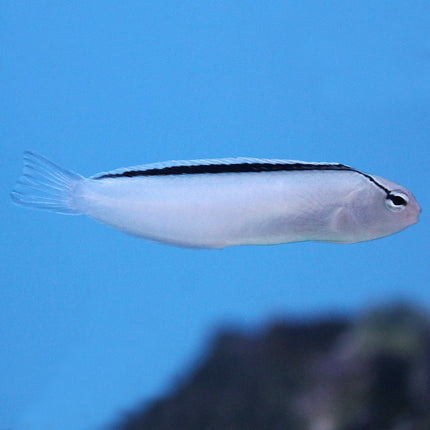 Smith's Blenny