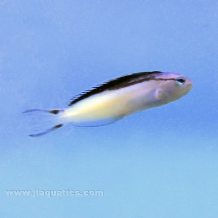 Smith's Blenny