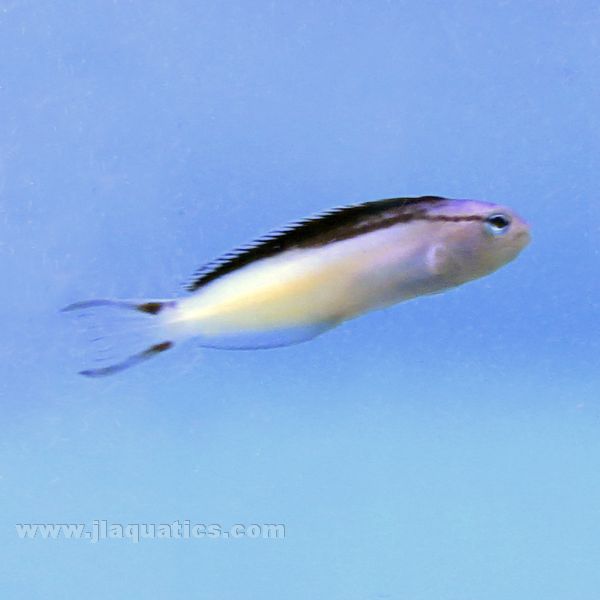 Smith's Blenny