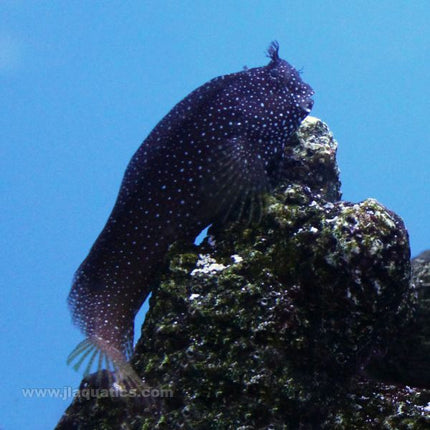 Starry Blenny