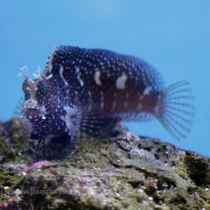 Starry Blenny