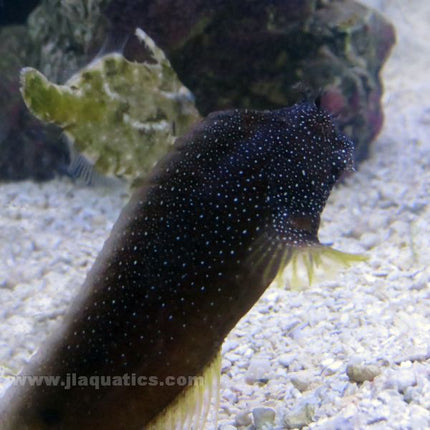 Buy Starry Blenny (Asia Pacific) in Canada for as low as 36.45