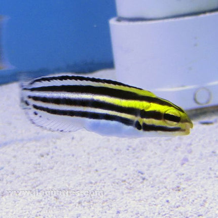 Striped Blenny