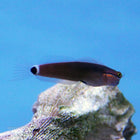 Buy Tail Spot Blenny (Asia Pacific) in Canada for as low as 38.95