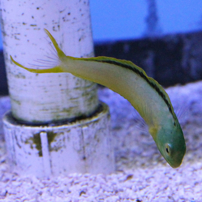 Tonga Green/Yellow Blenny