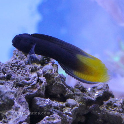 Buy Yellow Tail Black Blenny (South Pacific) in Canada for as low as 37.45