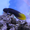 Buy Yellow Tail Black Blenny (South Pacific) in Canada for as low as 37.45