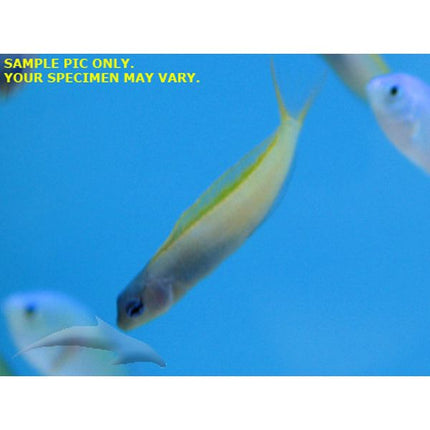 Buy Yellow Tail Fang Blenny (Asia Pacific) in Canada for as low as 35.95