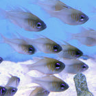 Buy Glass Cardinalfish (South Pacific) in Canada for as low as 33.95