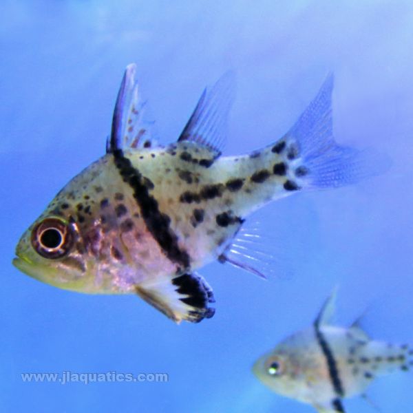 Orbiculate Cardinalfish