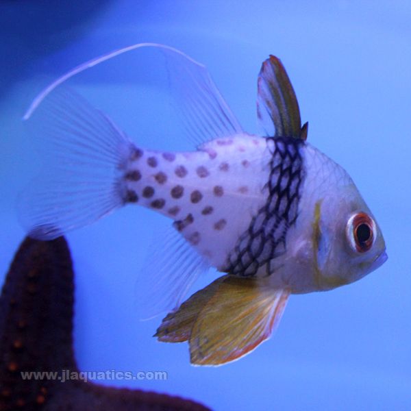 Pajama Cardinalfish