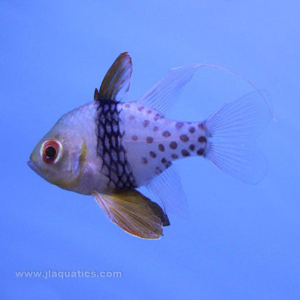 Buy Pajama Cardinalfish (Asia Pacific) in Canada for as low as 28.95