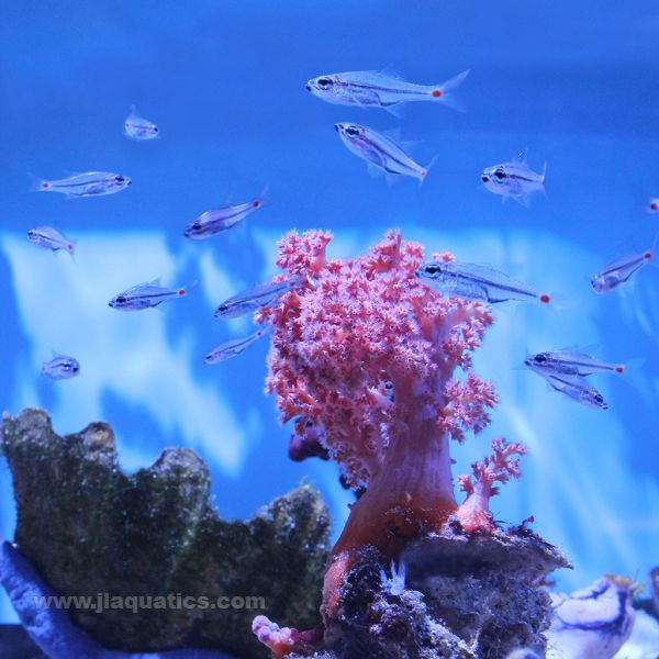 Buy Red Spot Glass Cardinalfish (Asia Pacific) in Canada for as low as 30.45