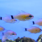 Buy Ring Tail Cardinalfish (Asia Pacific) in Canada for as low as 47.45