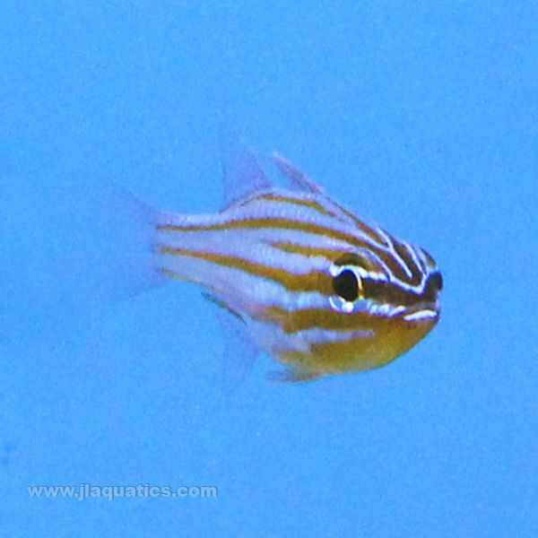 Yellow Stripe Cardinalfish